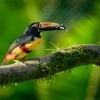 Arassari pestry - Pteroglossus torquatus - Collared Aracari o4029